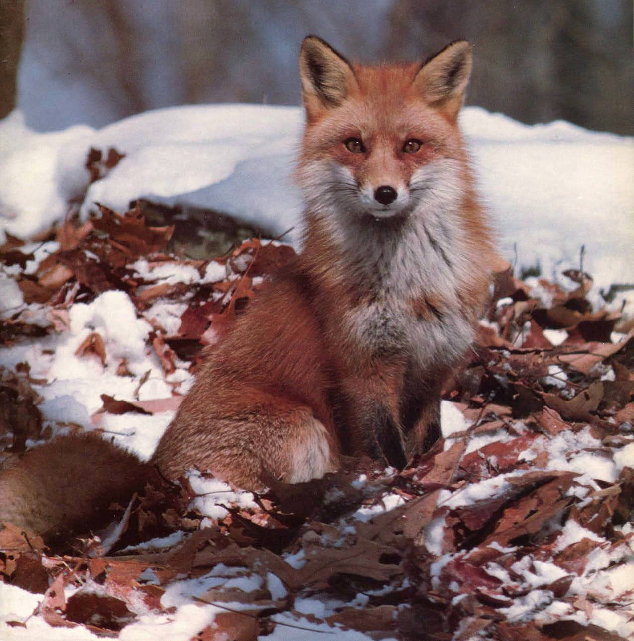 Red fox with red leaves on the ground and white snow