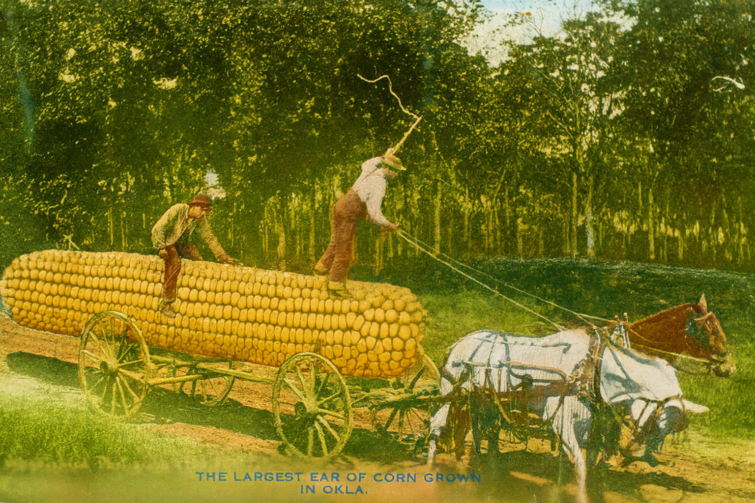Colorized vintage postcard showing two men transporting an enormous ear of corn on a horse-drawn wagon. The caption reads “The Largest Ear of Corn Grown in Okla.” The men stand atop the oversized ear of corn while guiding two white horses along a dirt road bordered by green trees under a bright sky.